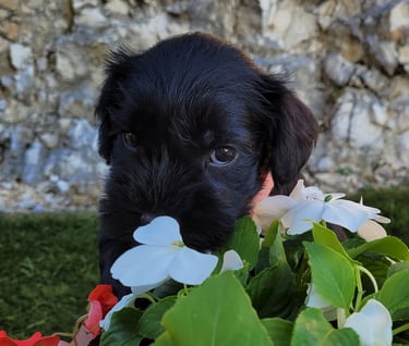 Bébé femelle dans les fleurs