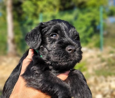 Chiot Schnauzer au soleil