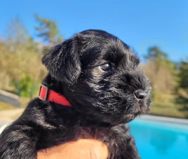 Bébé Schnauzer au bord de la piscine