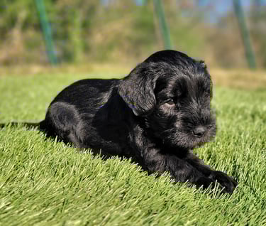 Chiot Schnauzer couché dans l'herbe