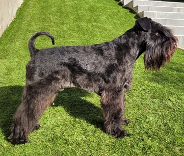 Très beau mâle Schnauzer