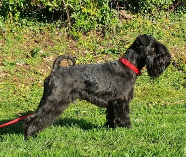 Panzer, étalon Diamants Noirs d''Also