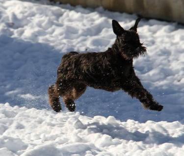 femelle schnauzer qui joue dans la neige