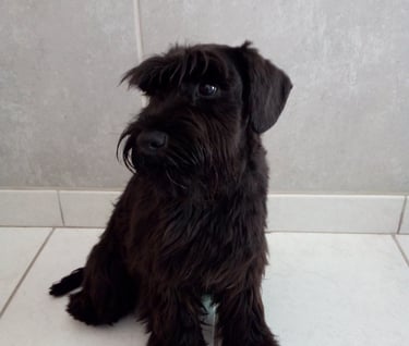 schnauzer nain