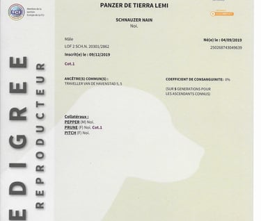 pedigree d'un étalon schnauzer