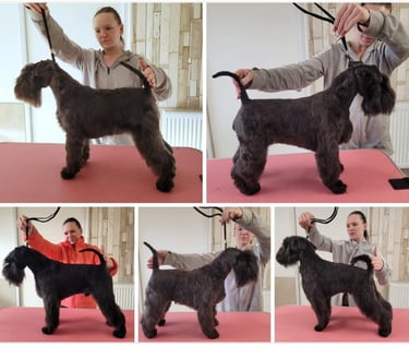 Toilettage Schnauzers nains noirs