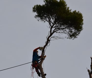 Elagage à Uzès 30700