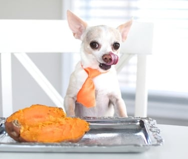Sweet potato, quinoa, oats superfoods vegan dog food recipe