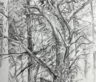 Graphite drawing: Caged oak