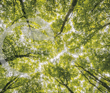 un arbre au milieu d'une forêt