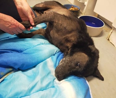 shiatsu sur chien de refuge