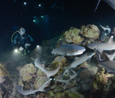 Tracey Billington Scuba Diving with sharks at Cocos Islands, Costa Rica