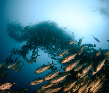Tracey Billington Scuba Diving with sharks at Cocos Islands, Costa Rica