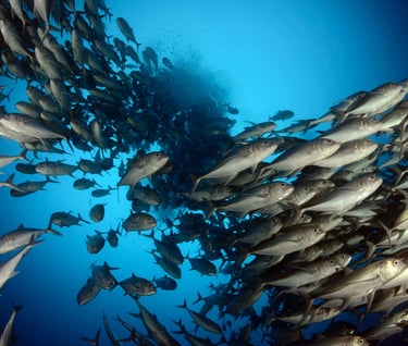 Tracey Billington Scuba Diving with sharks at Cocos Islands, Costa Rica