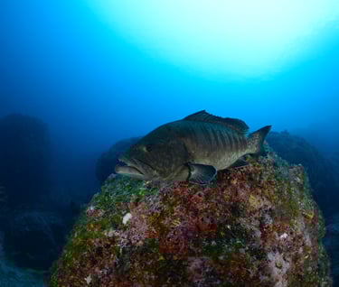 Tracey Billington Scuba Diving with sharks at Cocos Islands, Costa Rica