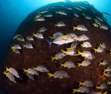 Tracey Billington Scuba Diving with sharks at Cocos Islands, Costa Rica