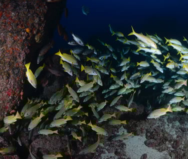 Scuba Diving with sharks at Cocos Islands, Costa Rica