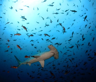 Tracey Billington Scuba Diving with sharks at Cocos Islands, Costa Rica