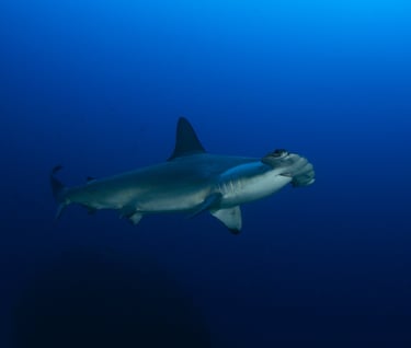 Tracey Billington Scuba Diving with sharks at Cocos Islands, Costa Rica