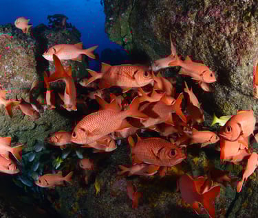 Tracey Billington Scuba Diving with sharks at Cocos Islands, Costa Rica