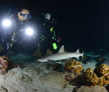 Tracey Billington Scuba Diving with sharks at Cocos Islands, Costa Rica