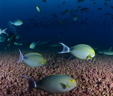 Tracey Billington Scuba Diving with sharks at Cocos Islands, Costa Rica