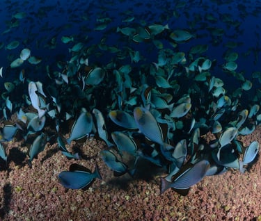 Tracey Billington Scuba Diving with sharks at Cocos Islands, Costa Rica