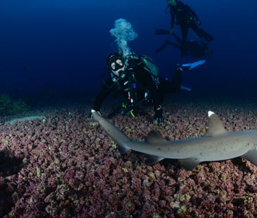 Tracey Billington Scuba Diving with sharks at Cocos Islands, Costa Rica