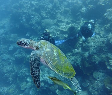 creatures of Bunaken Island Marine Park, North Sulawesi, Indonesia