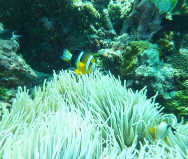 creatures of Bunaken Island Marine Park, North Sulawesi, Indonesia