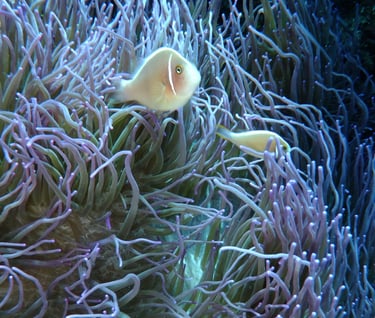 creatures of Bunaken Island Marine Park, North Sulawesi, Indonesia