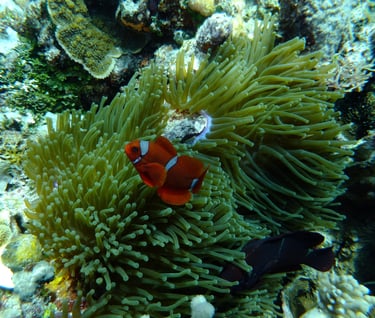 creatures of Bunaken Island Marine Park, North Sulawesi, Indonesia