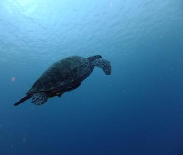creatures of Bunaken Island Marine Park, North Sulawesi, Indonesia