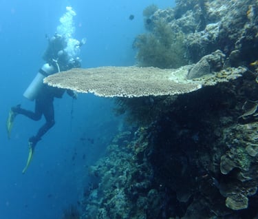 creatures of Bunaken Island Marine Park, North Sulawesi, Indonesia
