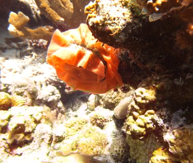 creatures of Bunaken Island Marine Park, North Sulawesi, Indonesia