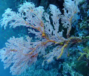 creatures of Bunaken Island Marine Park, North Sulawesi, Indonesia