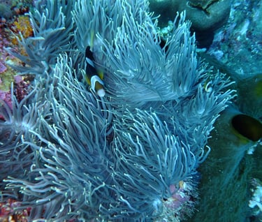 creatures of Bunaken Island Marine Park, North Sulawesi, Indonesia