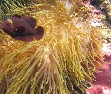 creatures of Bunaken Island Marine Park, North Sulawesi, Indonesia