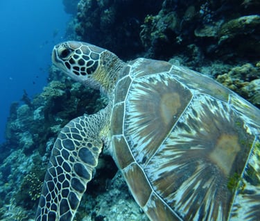 creatures of Bunaken Island Marine Park, North Sulawesi, Indonesia