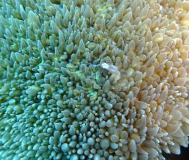 creatures of Bunaken Island Marine Park, North Sulawesi, Indonesia