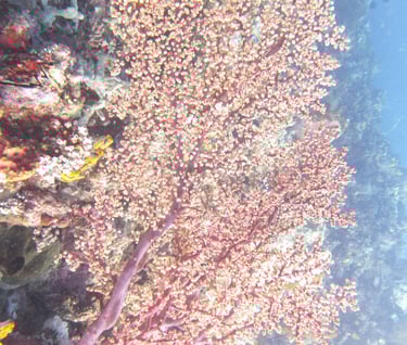 creatures of Bunaken Island Marine Park, North Sulawesi, Indonesia