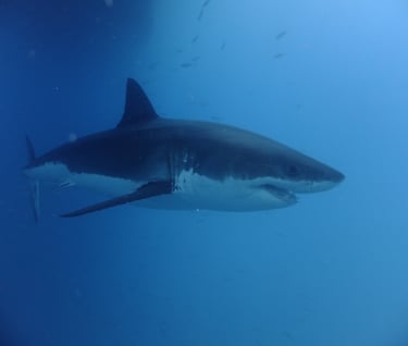 Great White shark diving in Guadalupe Island, off the coast of Mexico
