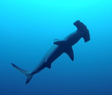 Tracey Billington Scuba Diving with sharks at Cocos Islands, Costa Rica