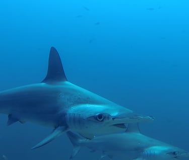 Tracey Billington Scuba Diving with sharks at Cocos Islands, Costa Rica