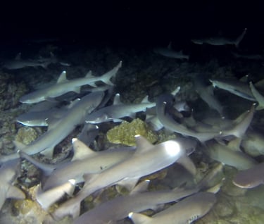 Tracey Billington Scuba Diving with sharks at Cocos Islands, Costa Rica