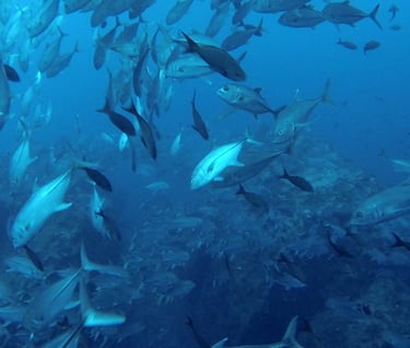 Tracey Billington Scuba Diving with sharks at Cocos Islands, Costa Rica
