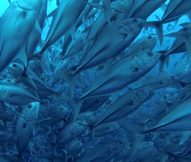 a school of fish in a school of fishTracey Billington Scuba Diving with sharks at Cocos Islands, Cos