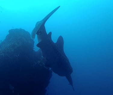 Tracey Billington Scuba Diving with sharks at Cocos Islands, Costa Rica