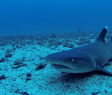 Scuba Diving with sharks at Cocos Islands, Costa Rica