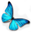 MorphOS download